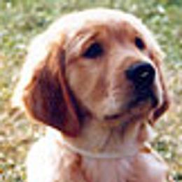 Golden Retrievers from GambitGoldens