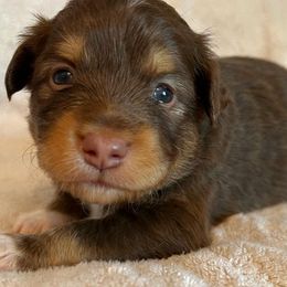 Miniature Australian Shepherds from PatterPaws Mini Aussies
