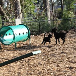 Poodle Puppies from Simply Standard Poodles