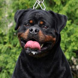 Ron - Rottweiler