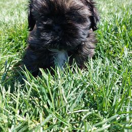 Chip - Brindle and white Shih Tzu puppy in Buffalo, New York from Shih Tzu's by Jen