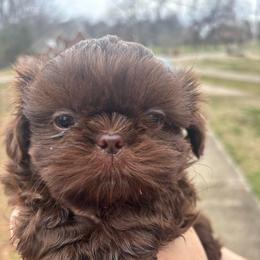 Puperoni - Liver male Shih Tzu puppy in Hendersonville, Tennessee from Peekaboo Farms