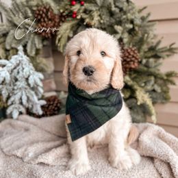 Churro - Cream Goldendoodle puppy in Lagrange, Ohio from Sweet Magnolia Doodles and The Magnolia Golden Retrievers