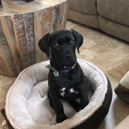 Cane Corso Puppies from Venom Cane Corsos