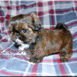 Shih Tzus from Angelic Shih Tzu of West Michigan
