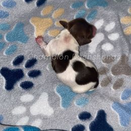 Tex - Piebald male Dachshund puppy in Liberty Hill, Texas from Champion Dachshunds