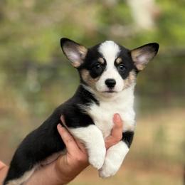Girlie - Black and white female American Corgi puppy in Nashville, Arkansas from Whisenhunt Farms