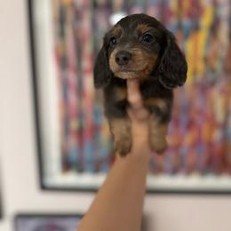Rory - Blue and tan male Dachshund puppy in Coatesville, Indiana from ADH Dachshunds