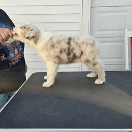 Australian Shepherd Puppies from Starlit Grove Australian Shepherds