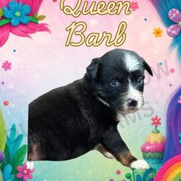 Queen Barb - Black tri female Miniature Australian Shepherd puppy in Oronogo, Missouri from Dutton's Show Me Farms