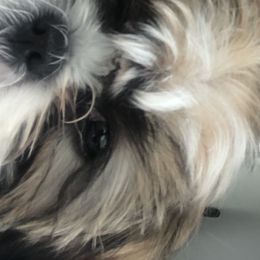 Shih Tzus from Kristin’s Cuddly Canines