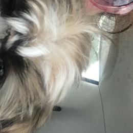 Shih Tzus from Kristin’s Cuddly Canines