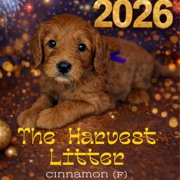 Cinnamon - Apricot female Goldendoodle puppy in Houston, Texas from Golden Life Doodles