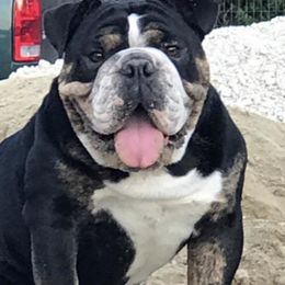 Bulldogs from Miller Bulldogs