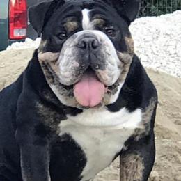 Bulldogs from Miller Bulldogs