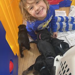 Welsh Terrier Puppies from Snow Dragon Welsh Terriers