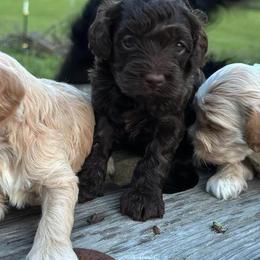 Cockapoo Puppies from Ouachita River Cockapoos