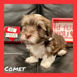 Havanese Puppies from Havareese Havanese