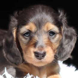 Celeste - Blue and tan female Dachshund puppy in Azle, Texas from American Dachshunds