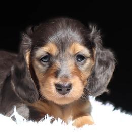 Celeste - Blue and tan female Dachshund puppy in Azle, Texas from American Dachshunds