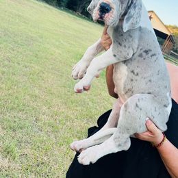 "Blue Mantle Merle " Great Dane Puppies from soboc Legacy of colors llc