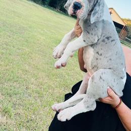 "Blue Mantle Merle " Great Dane Puppies from soboc Legacy of colors llc