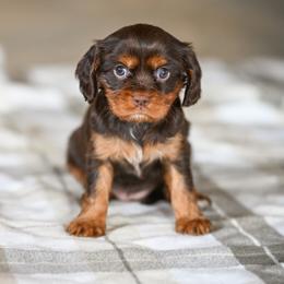 Girl 2 - female Cavalier King Charles Spaniel puppy in Sugarcreek, Ohio from Chocolate Cavalier