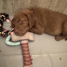 Chesapeake Bay Retriever Puppies from Cedar Ridge Chessies