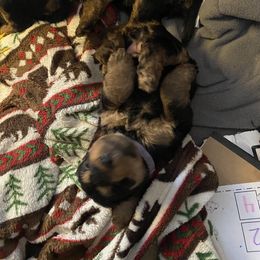 Welsh Terrier Puppies from Snow Dragon Welsh Terriers