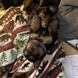 Welsh Terrier Puppies from Snow Dragon Welsh Terriers