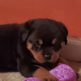 Rottweilers from Real Deal Kennels