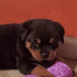 Rottweilers from Real Deal Kennels