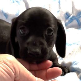 Max - Black male Dachshund puppy in Griffin, Georgia from Always Trippin' Doxie Life