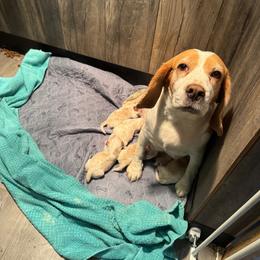 Jolene - Red and white female Beagle puppy in Viper, Kentucky from Mountain Top
