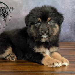 Gabbana - Black tri-color female Australian Shepherd puppy in Fultonville, New York from Sandy Aussies & Pomeranians