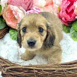 Erie - Cream female Dachshund puppy in Exeter, California from Sawtooth Miniature Dachshunds