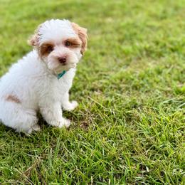 Heath - Caramel cream male Australian Labradoodle puppy in Calhoun, Louisiana from Arrowhead Australian Labradoodles