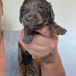 Cobbler - Blue and tan male Dachshund puppy in El Paso, Texas from Mells Weenies