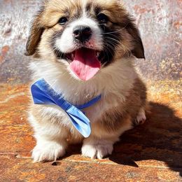 Pembroke Welsh Corgi Puppies from Mendoza Welsh Corgi’s