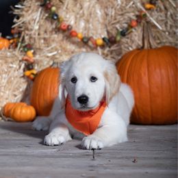 Orange - Light golden male Golden Retriever puppy in Donnelly, Idaho from Valley County Goldens