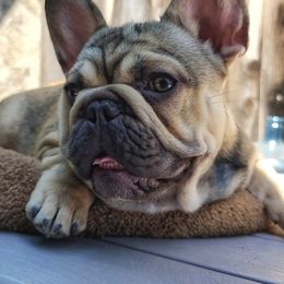Boy 4 - Fawn and white French Bulldog puppy in Ventura County, California from Tubby Frenchies