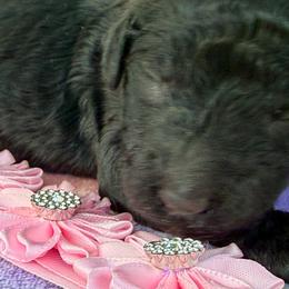 Seaside - Black female Poodle puppy in Lakeland, Florida from Gulfside Poodles