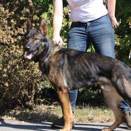 Butter - German Shepherd