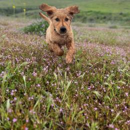 Golden Retriever Puppies from Coppertown Retrievers