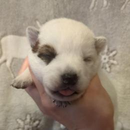 Girl 2 - Red speckled female Australian Cattle Dog puppy in Mena, Arkansas from Red Desert Australian Cattle Dogs