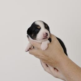 Gabel - Black tri male Miniature Australian Shepherd puppy in White Oak, Texas from Triple Lake Ranch Miniature Australian Shepherds