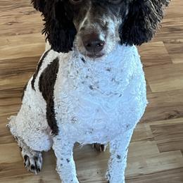 Sunshine - Poodle