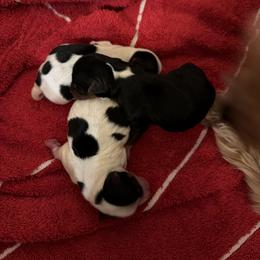Yorkshire Terrier Puppies from Cassandra Lopez