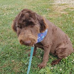 Hannah - Goldendoodle