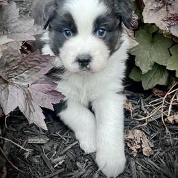 Roman - Black tri-color male Australian Shepherd puppy in Loda, Illinois from Pilcher Farms